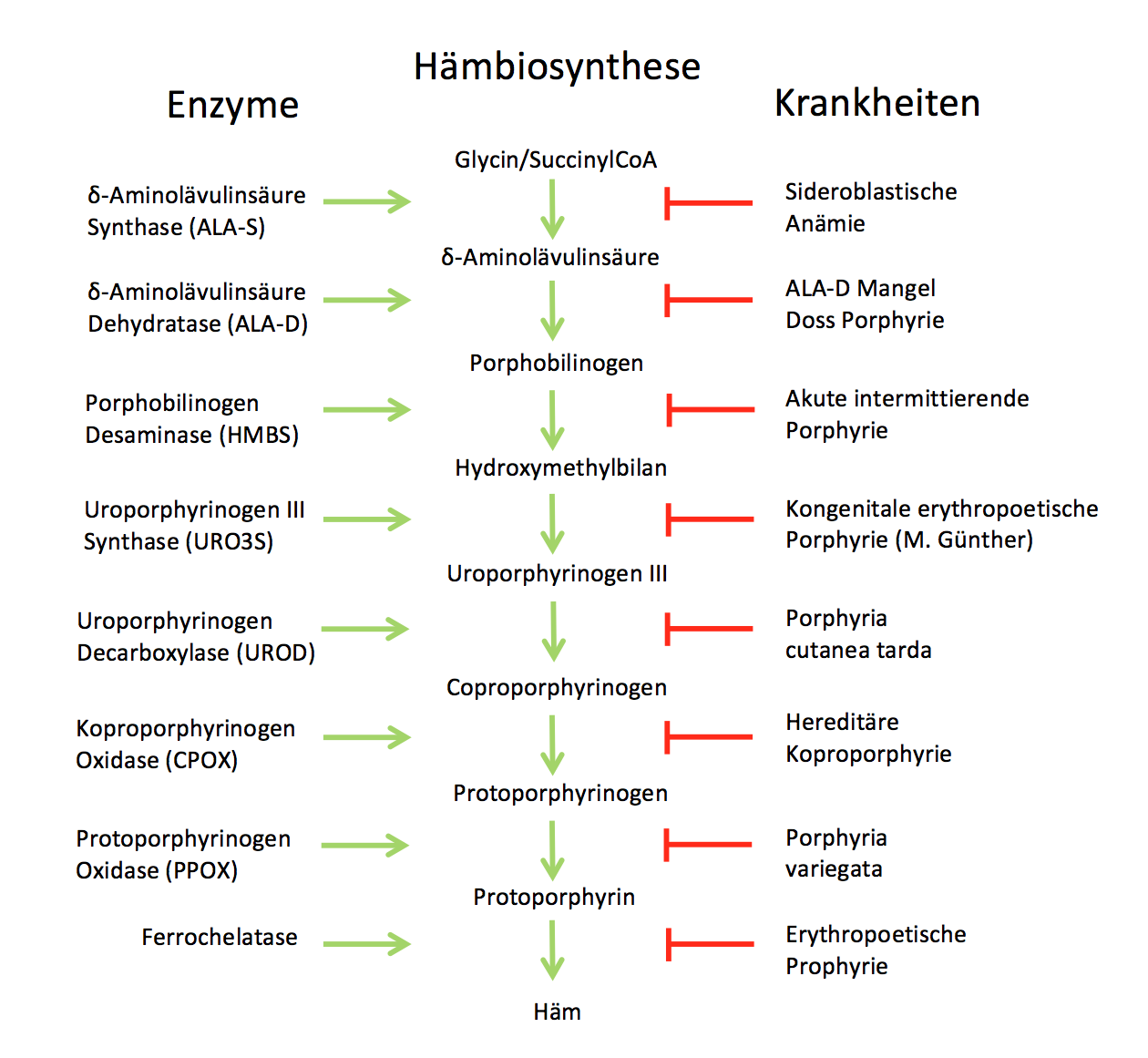 Hämbiosynthese